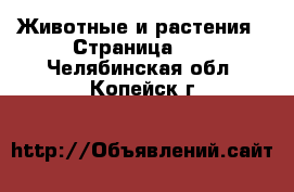  Животные и растения - Страница 13 . Челябинская обл.,Копейск г.